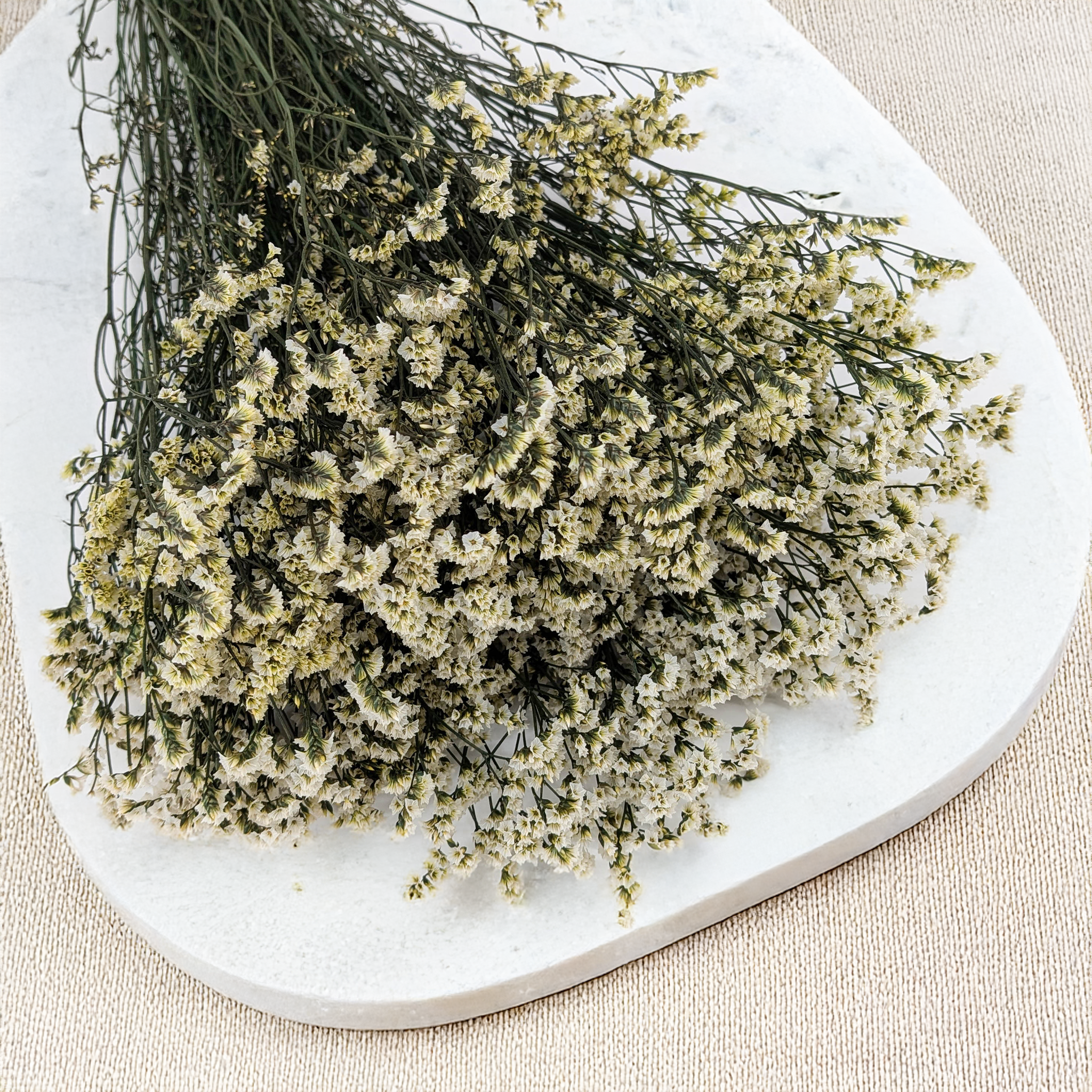 Stabilizované Limonium Sinense